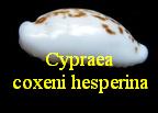 Cypraea coxeni hesperina (Schilder& Summers, 1963)